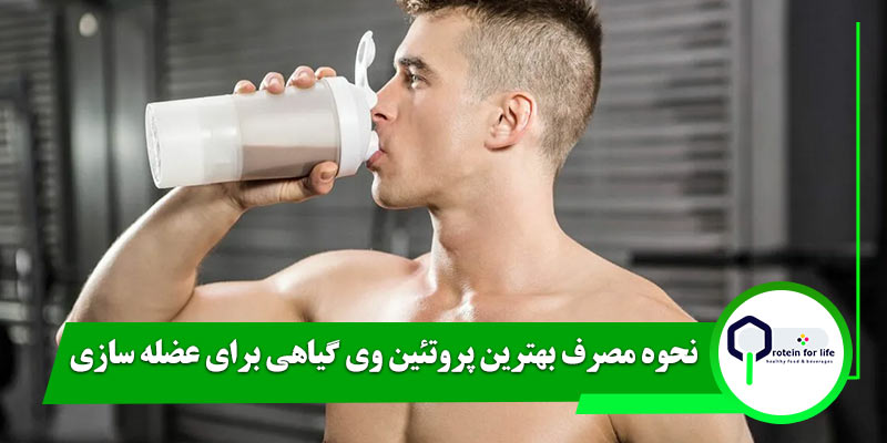 نحوه مصرف بهترین پروتئین وی گیاهی برای عضله سازی