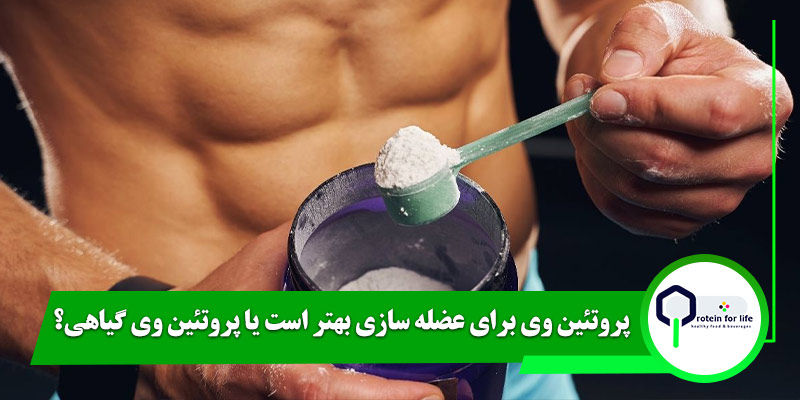 پروتئین وی برای عضله سازی بهتر است یا پروتئین وی گیاهی؟