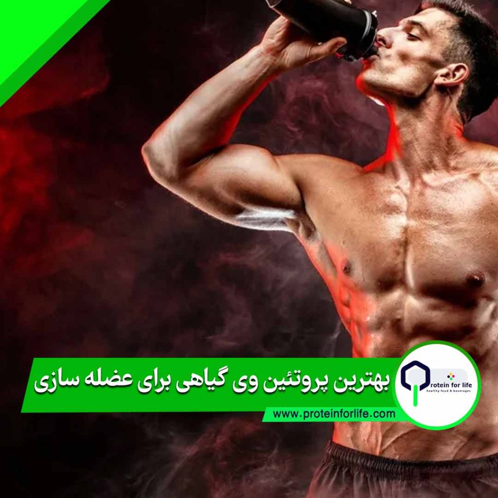 بهترین پروتئین وی گیاهی برای عضله سازی