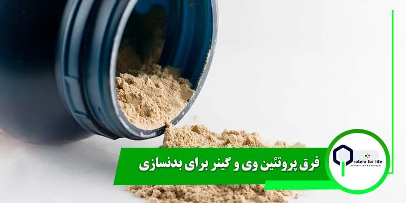 فرق پروتئین وی و گینر برای بدنسازی