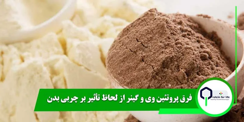 فرق پروتئین وی و گینر از لحاظ تأثیر بر چربی بدن