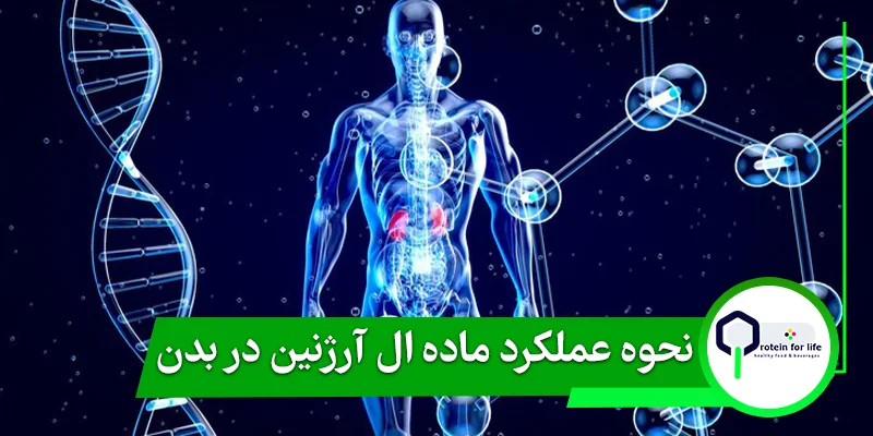 نحوه عملکرد ماده ال آرژنین در بدن