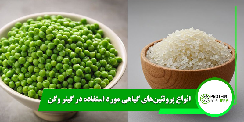 انواع پروتئینهای گیاهی مورد استفاده در گینر وگن