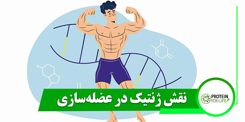 نقش ژنتیک در عضلهسازی